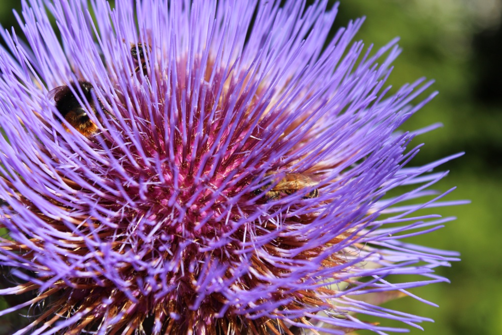Photograph of Bee Bounty