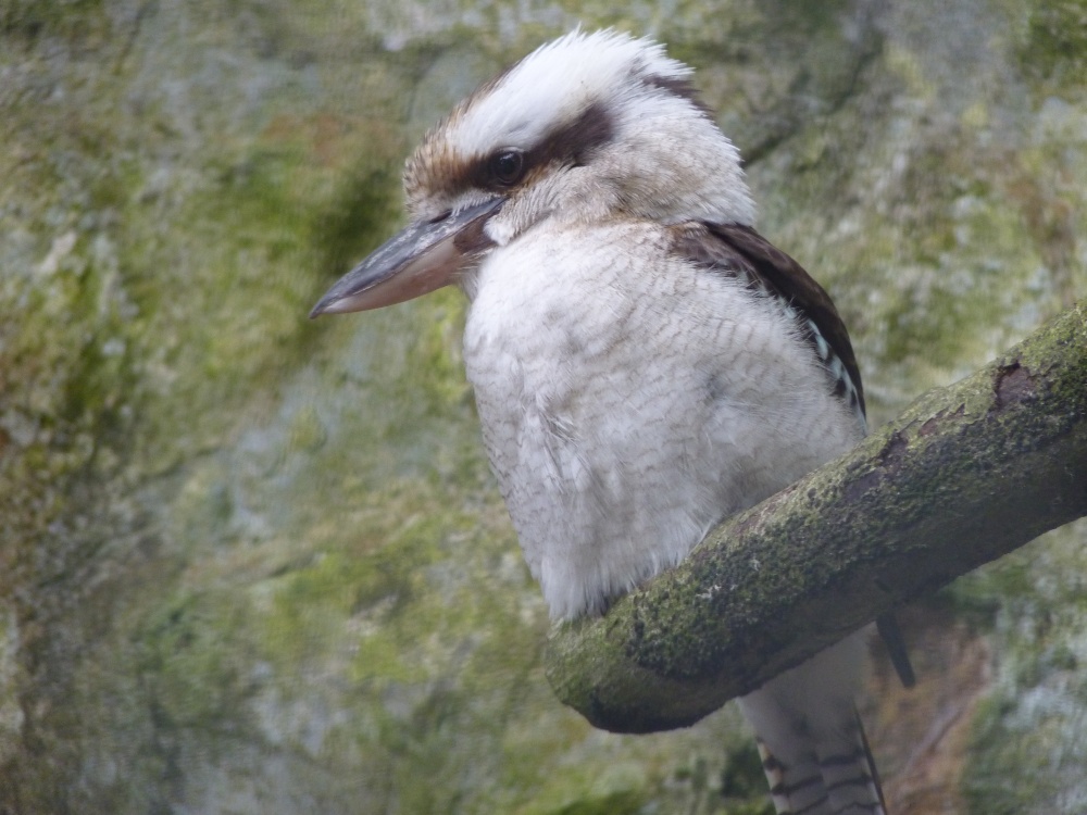 Kookaburra, Paradise Park