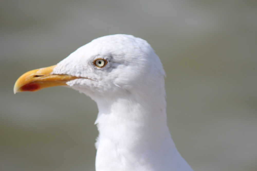 Photograph of Gull