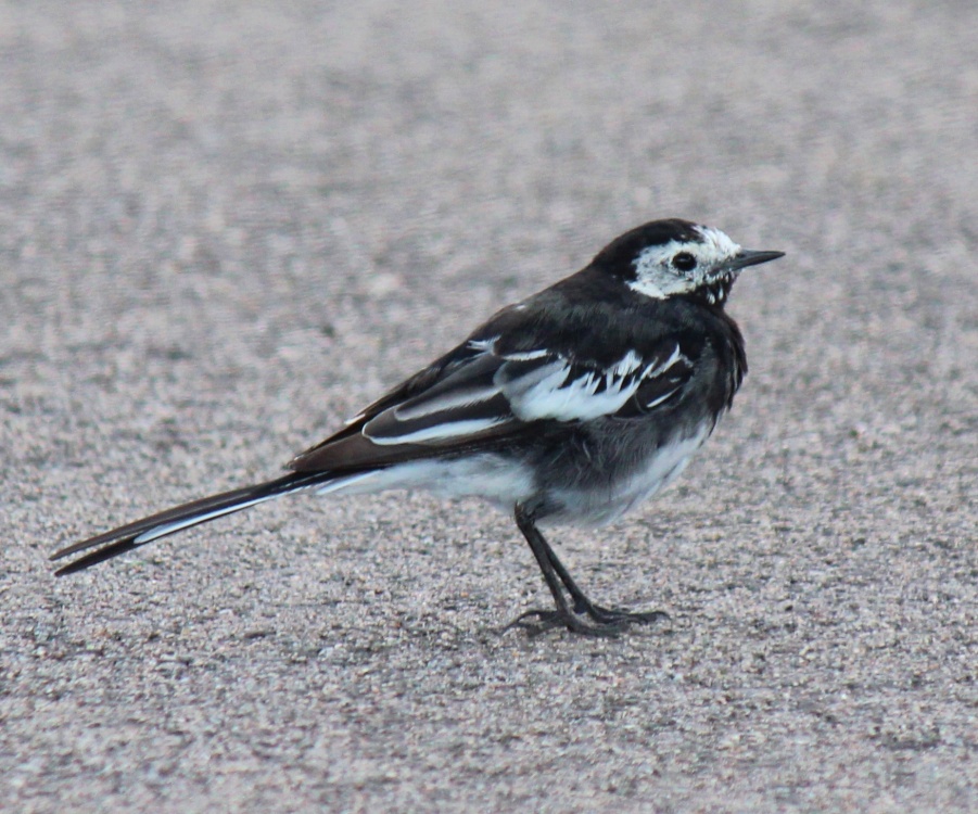 Photograph of Wagtail