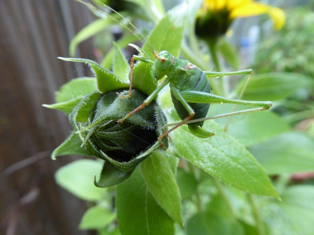 The Hopper and the Sunflower