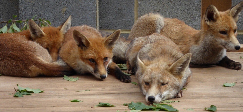 Photograph of It's Busy Being a Fox