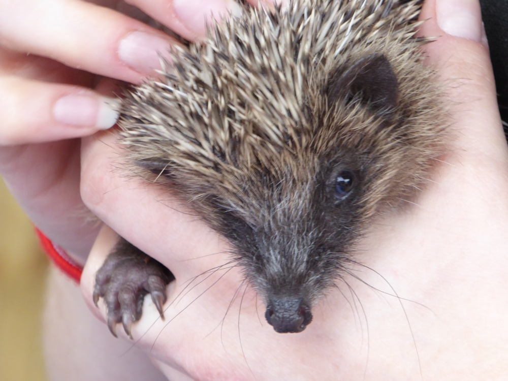Photograph of Hello- I'm a Bit Prickly, But Cute With It !