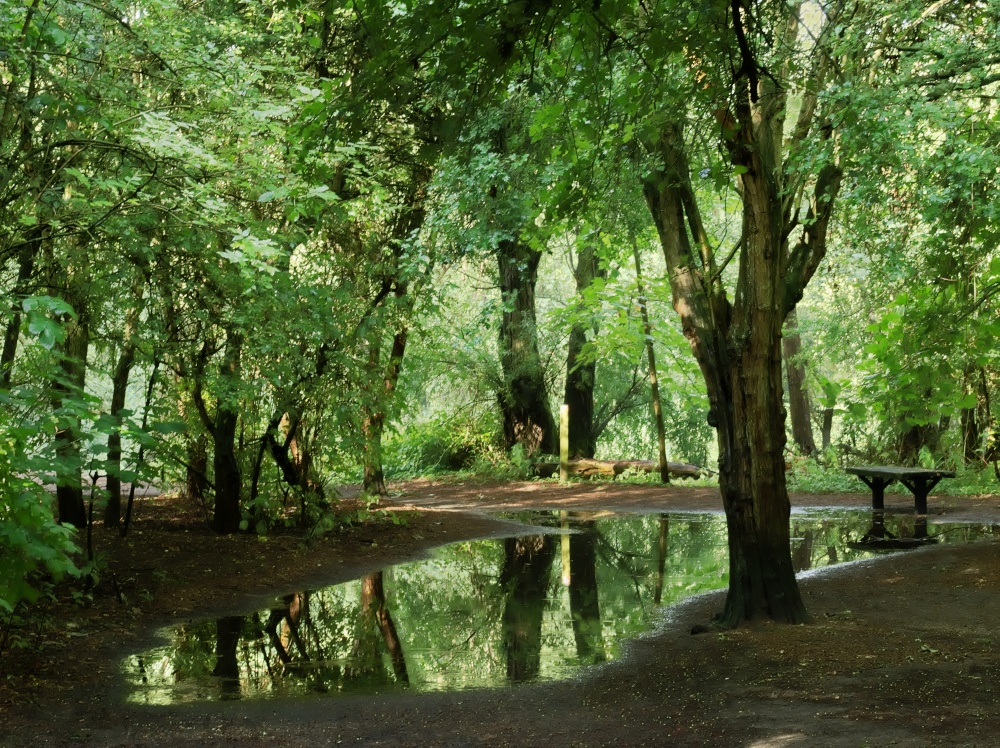 Photograph of Large Puddle in Milton Country Park