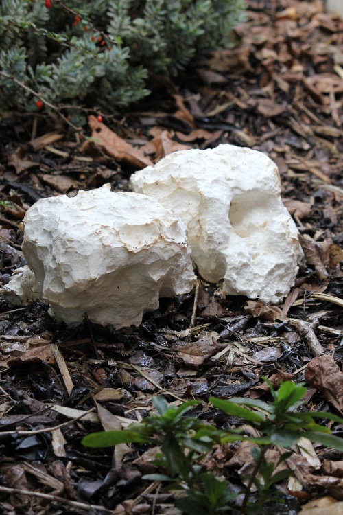 OK? It is not a meringue- so what is it?