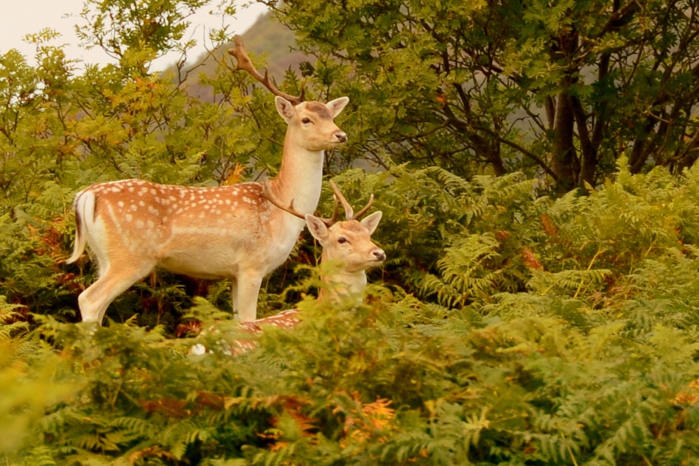 Fallow Deer