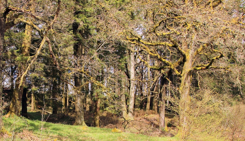 Ancient picturesque forest in Aberfoyle