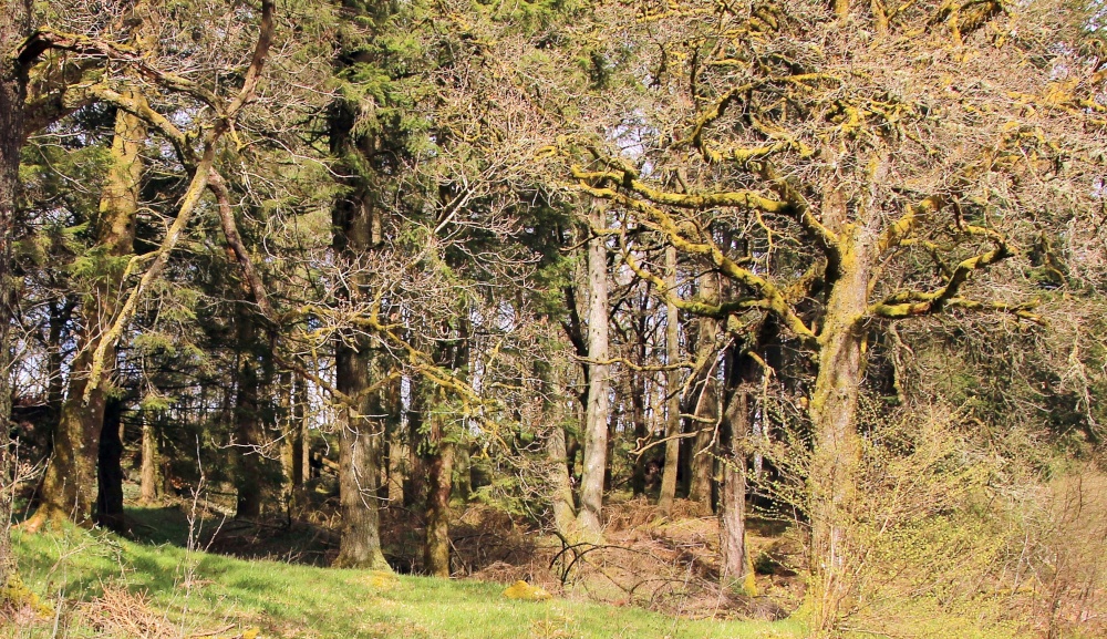 Photograph of Ancient picturesque forest in Aberfoyle