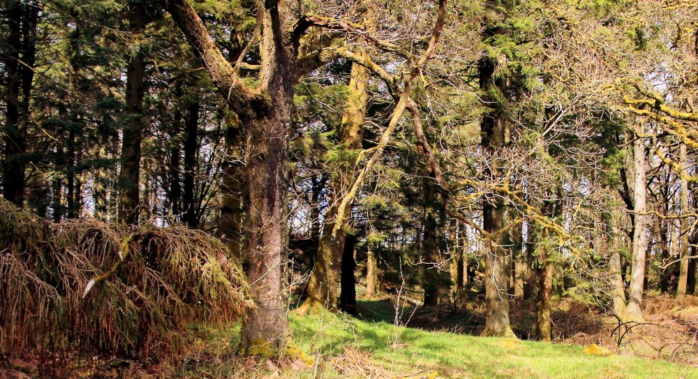 Photograph of Fairytale forest in Aberfoyle