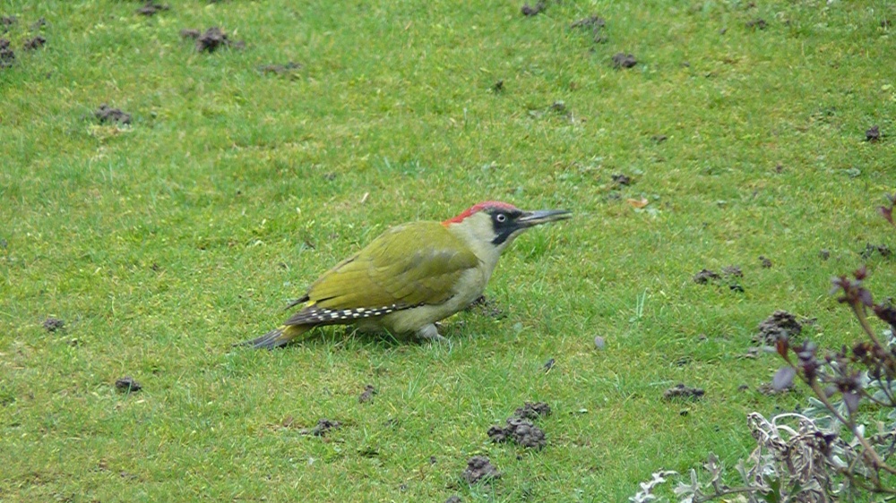 Woodpecker in Warfield, Berkshire