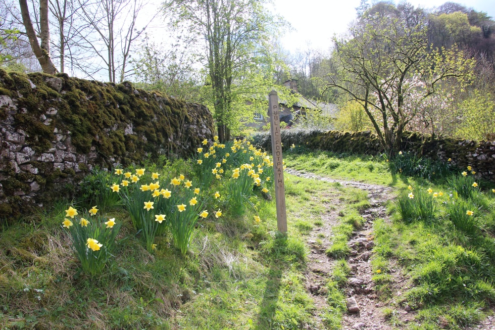 Daffodils in picturesque village  Milldale