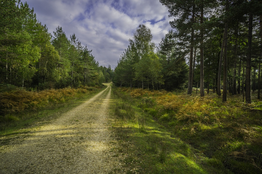 Autumn in the New Forest.