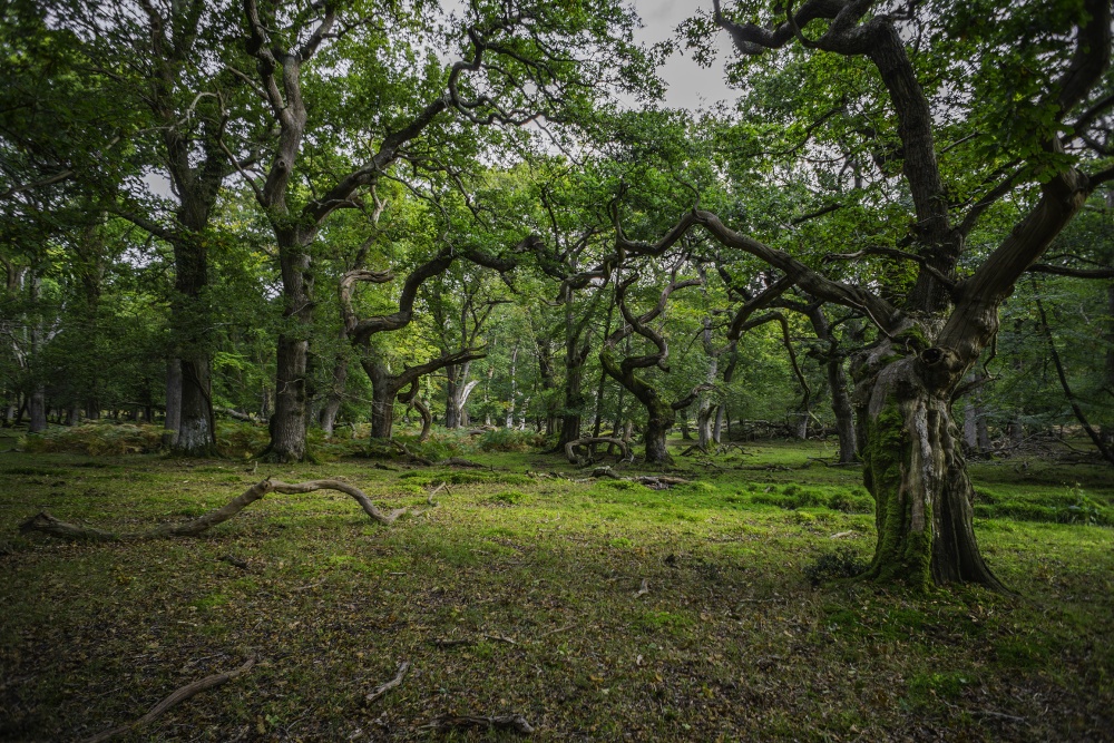 Twisted trees,New Forest