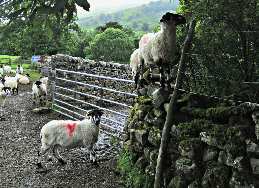 Photograph of Climbing sheep