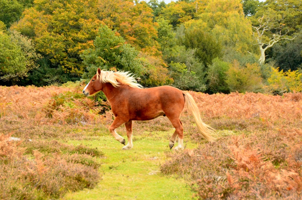 Pony on the run