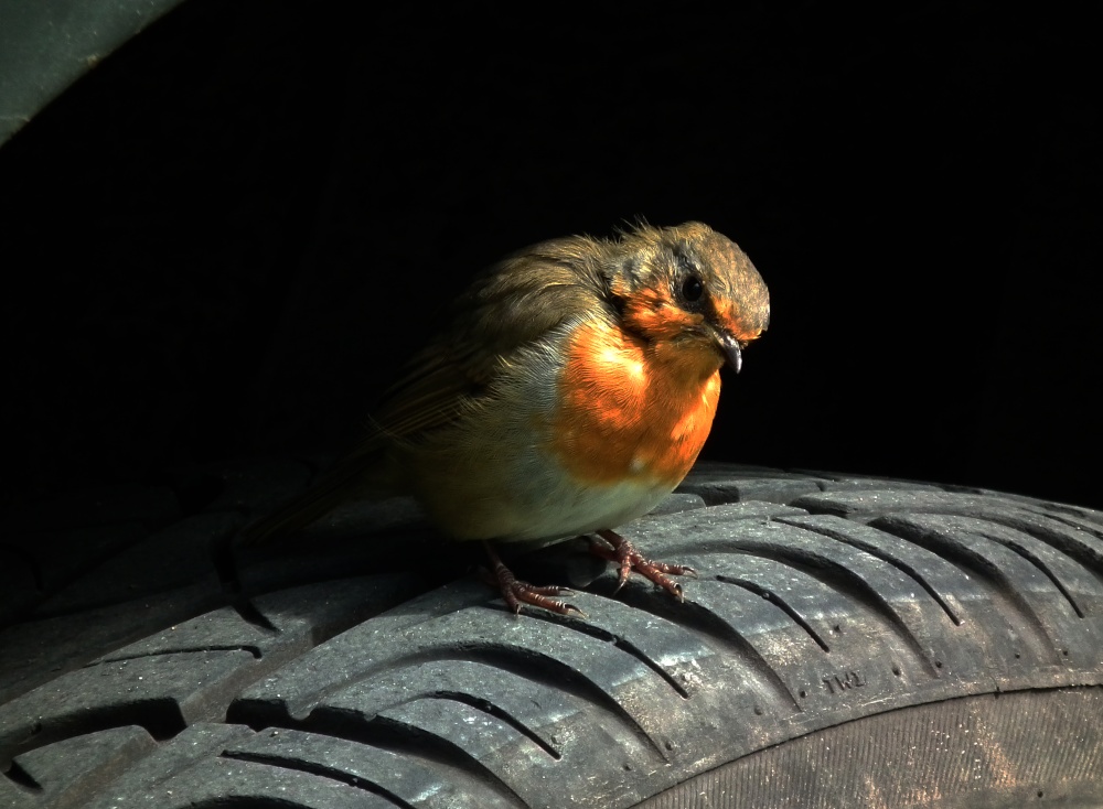 A tired robin - Adderbury, Oxfordshire