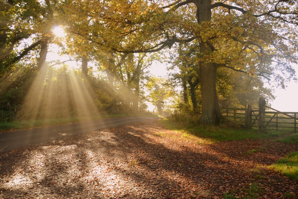 Autumn Rays