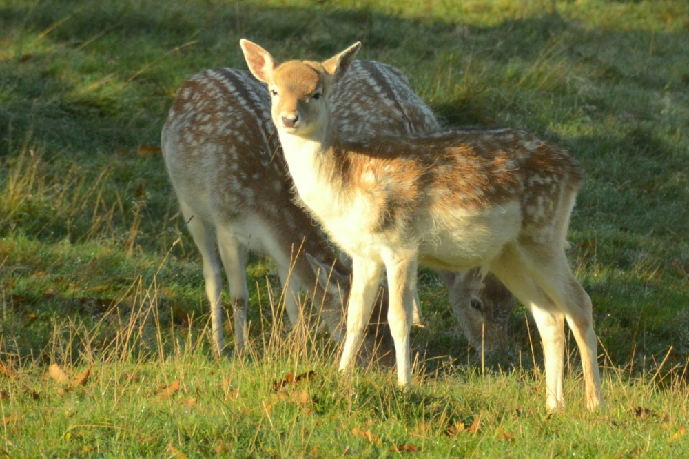 Young Fallow