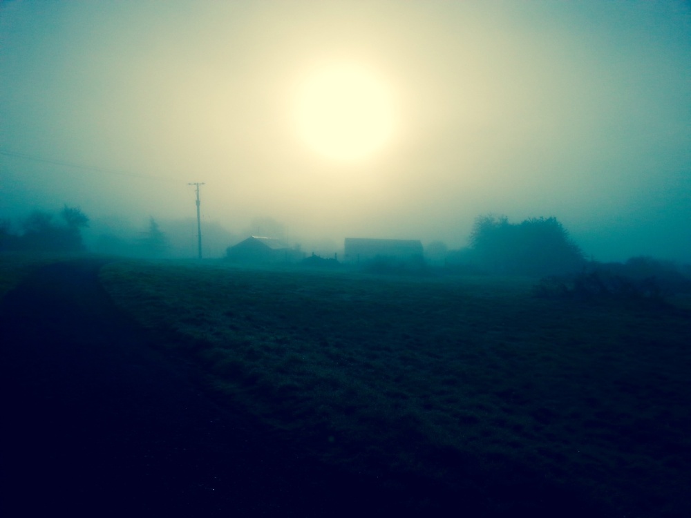 Early morning mist Friday Woods