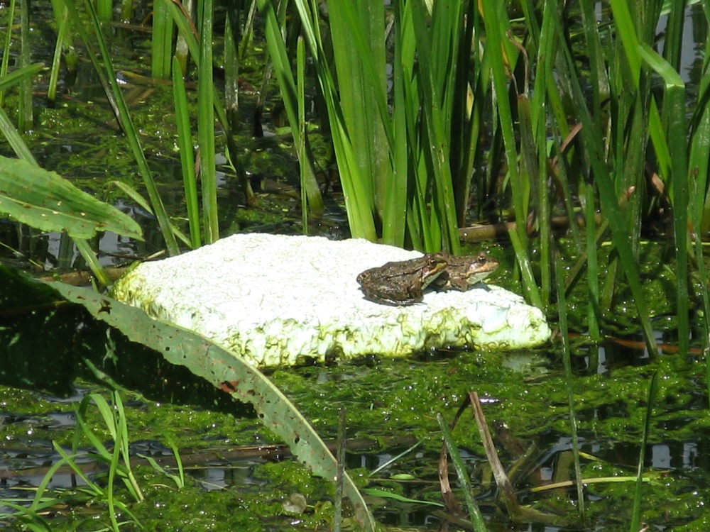 Frogs. Rye Harbour Nature Reserve