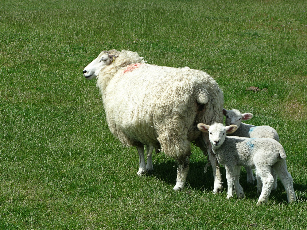 Rye Harbour Nature Reserve