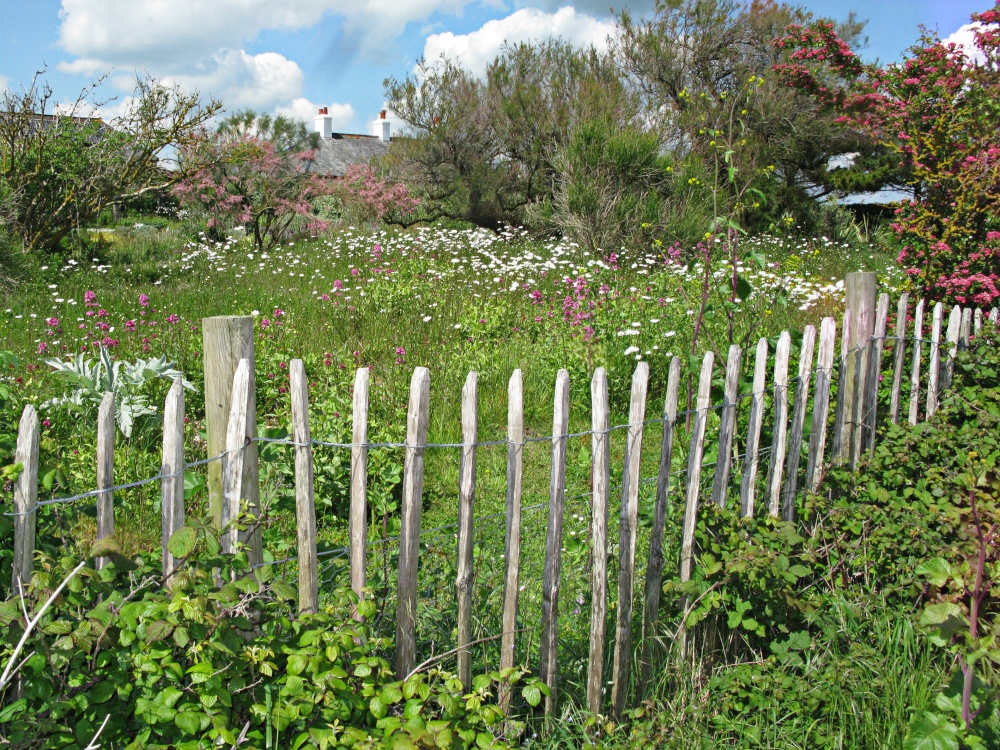 Rye Harbour Nature Reserve