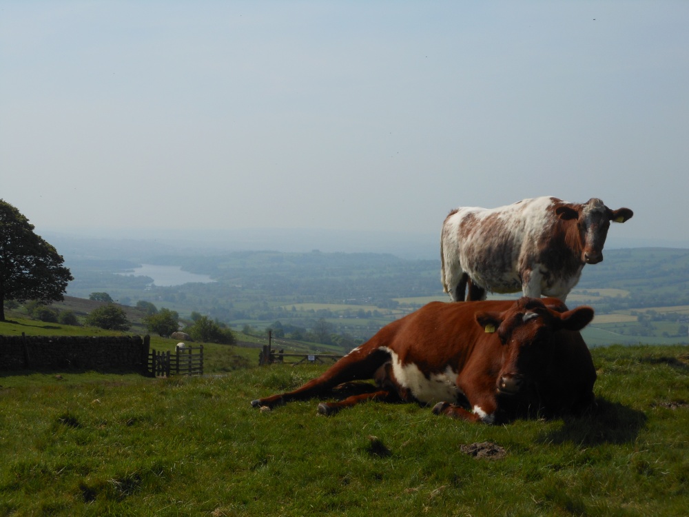 Peak District National Park, near Leek, Staffordshire