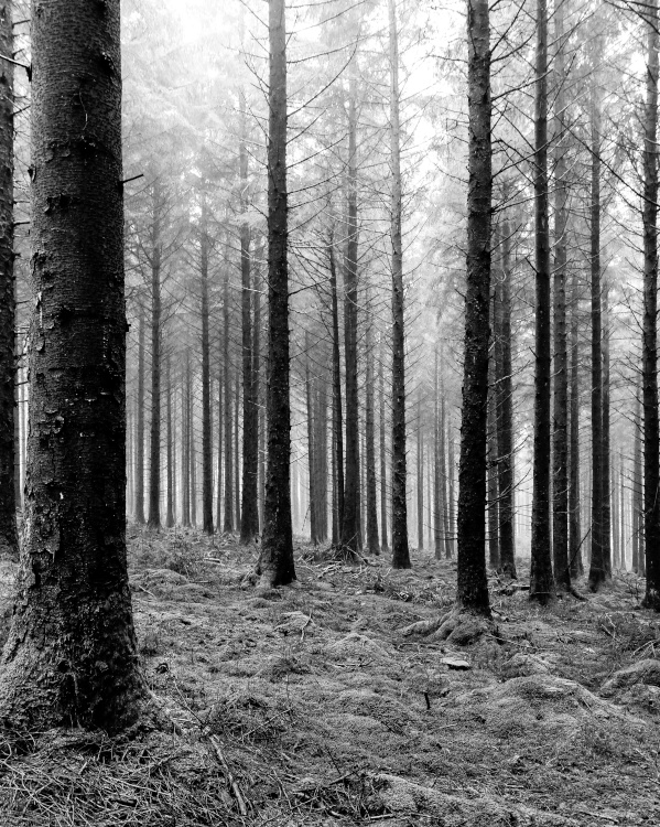 Belever Forest, Dartmoor National Park