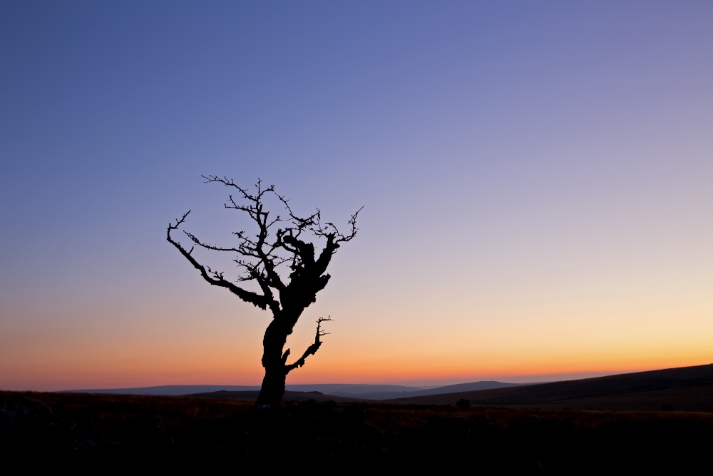 Weathered Hawthorn Tree, Dartmoor National Park