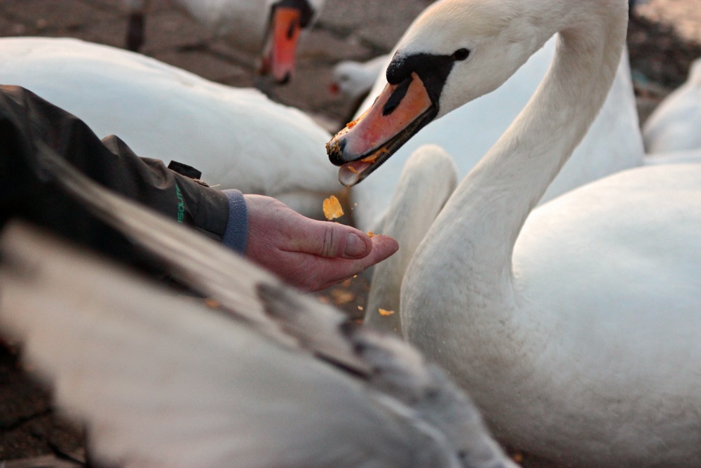 Windermere Swan, Bowness on Windermere