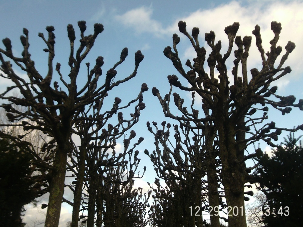 Avenue of trees at Mottisfont Abbey