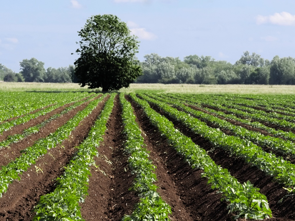 Photograph of Potato Field near Milton