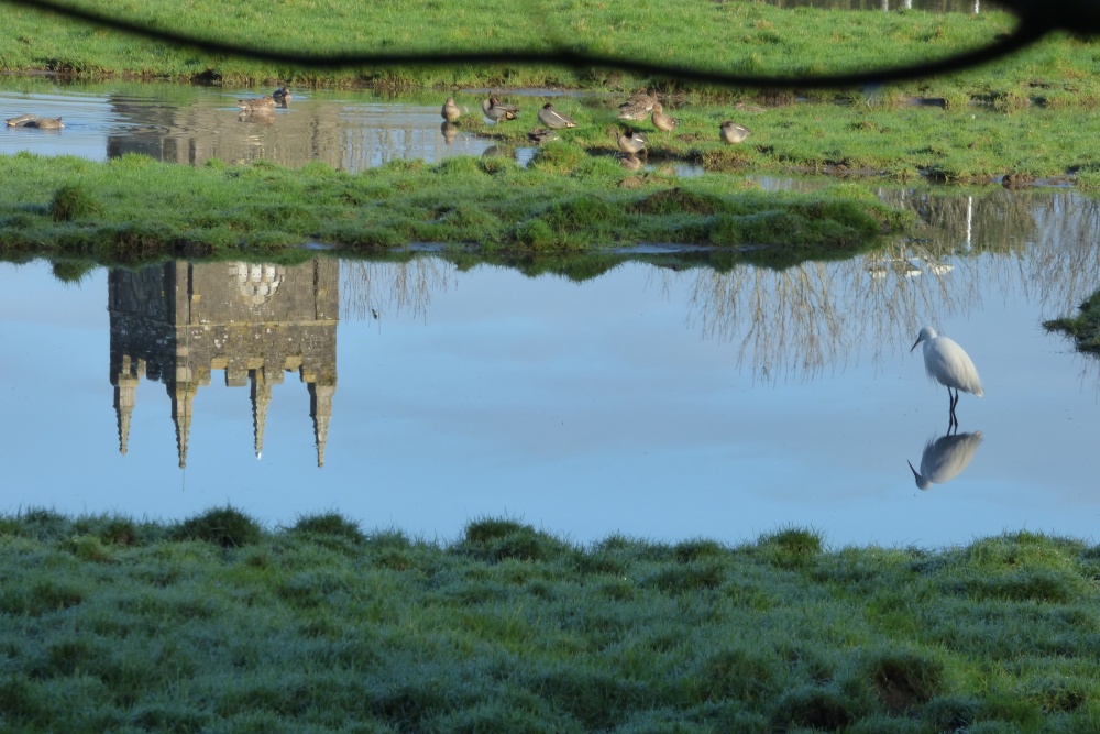 Photograph of Egret, river Camel, Wadebridge