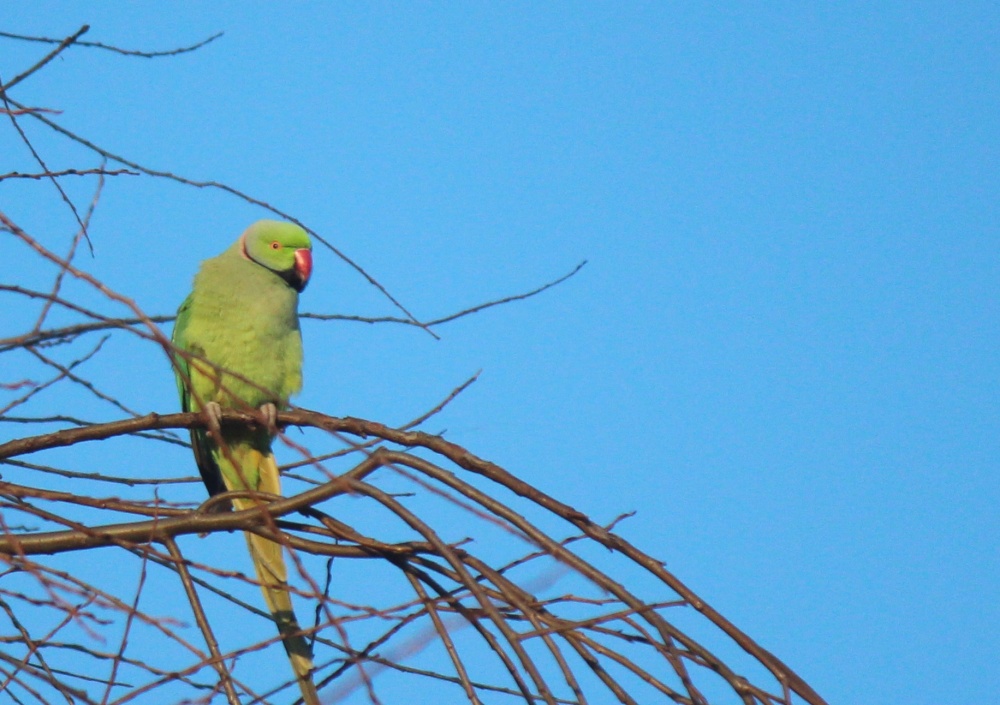 Photograph of Perched Parakeet