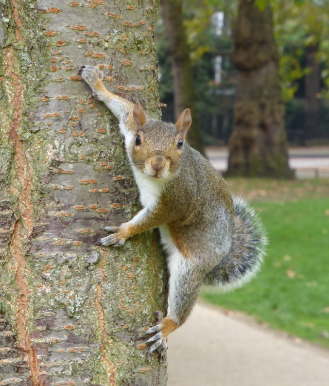 Cheeky Squirrel in St James's Park, London.