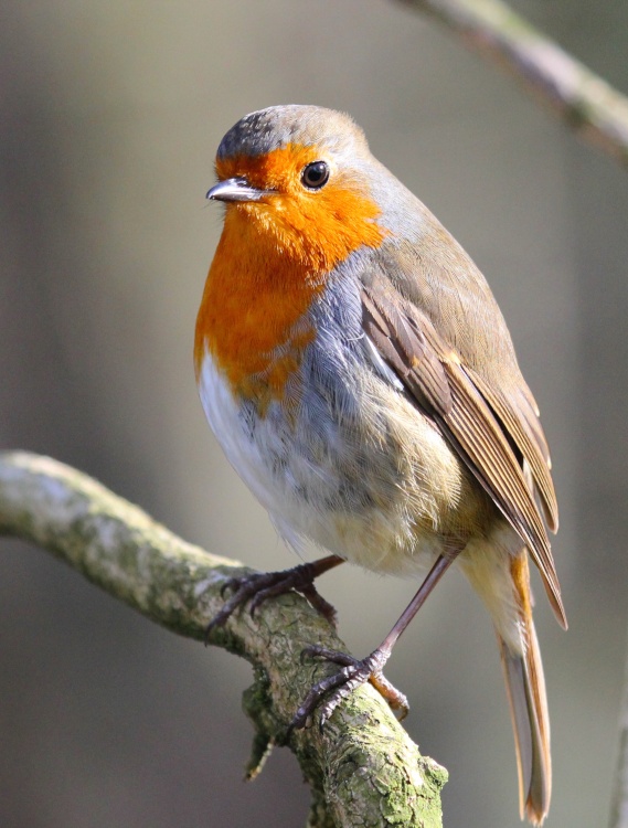 Danson Park Robin