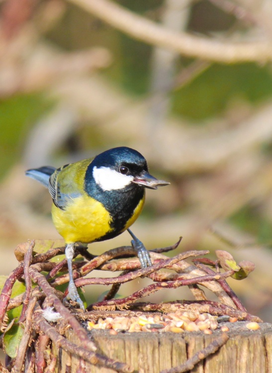 Great tit