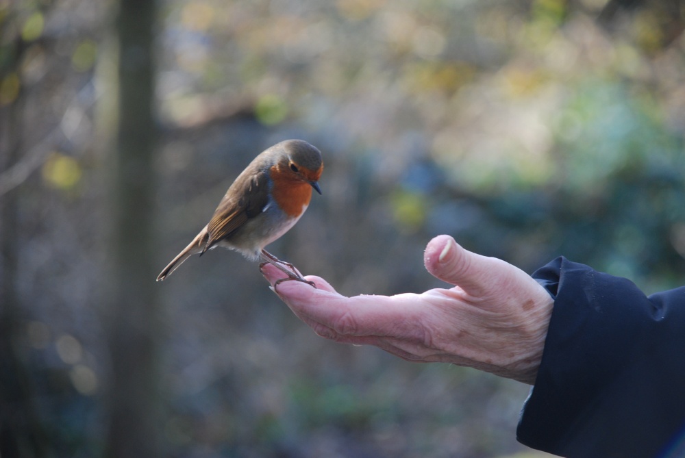 Friendly Robin at Tehidy Country Park, Camborne, Cornwall. photo by David Long