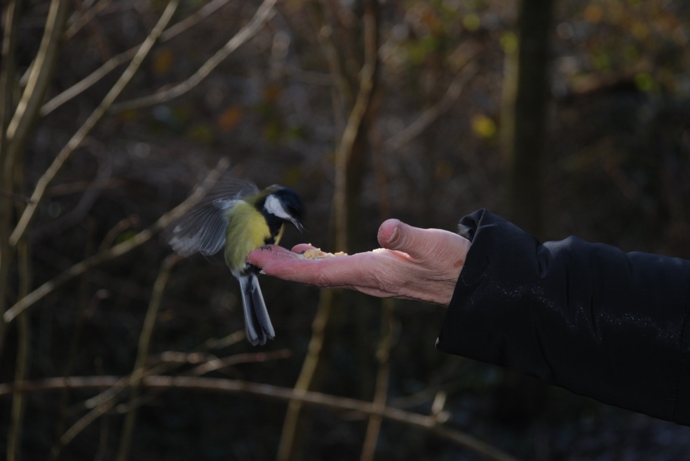 Great tit at Tehidy country park,Camborne, Cornwall. photo by David Long