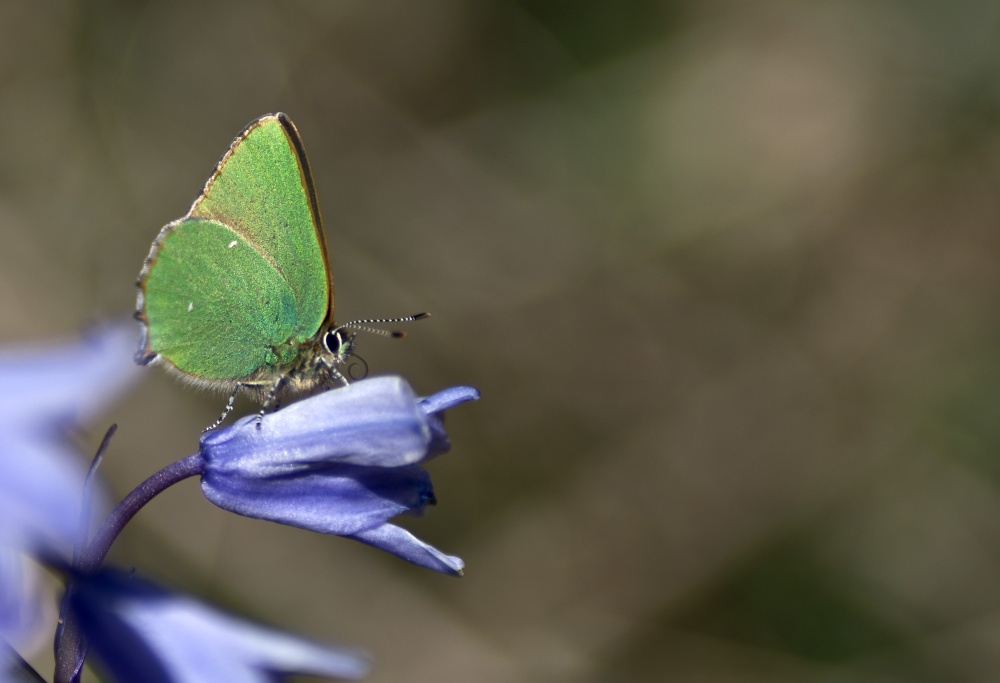 Green Hairstreak Butterfly,Rudge Hill Nature Reserve,near Stroud