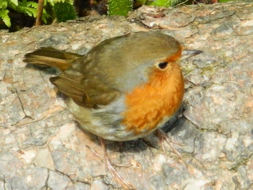 The Resident Robin!