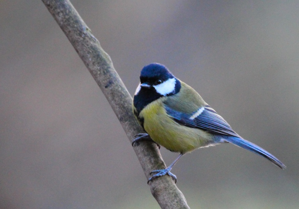 Great tit Hall Place