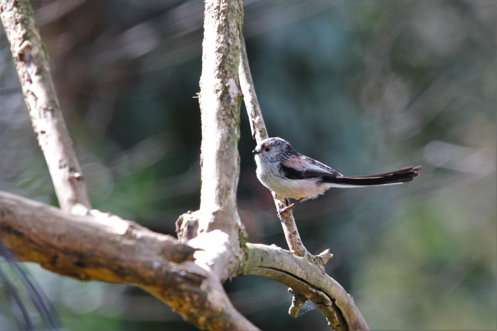 Long tailed tit