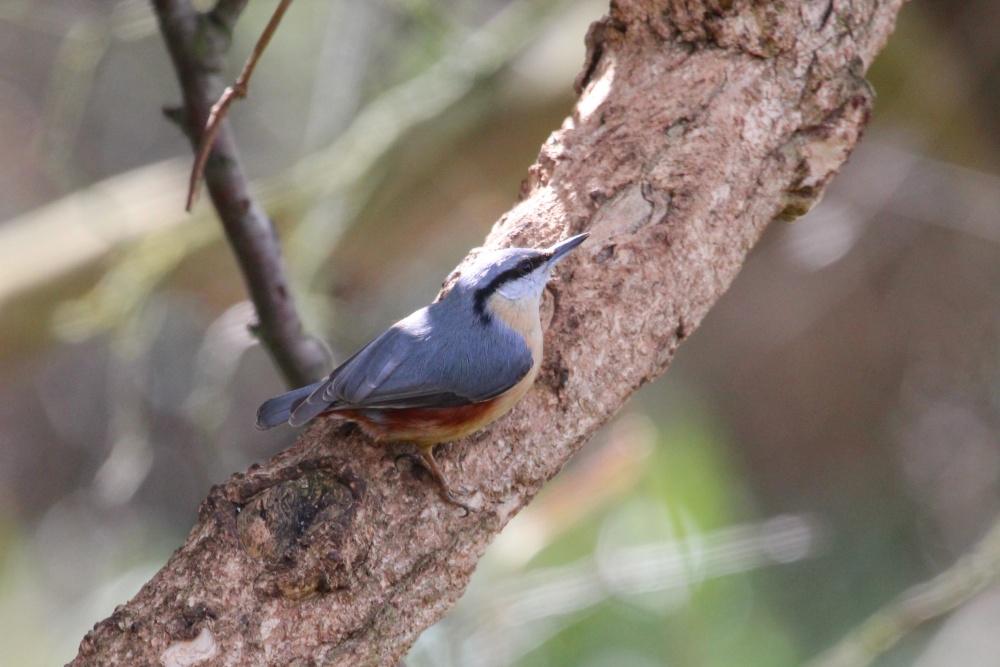 Nuthatch