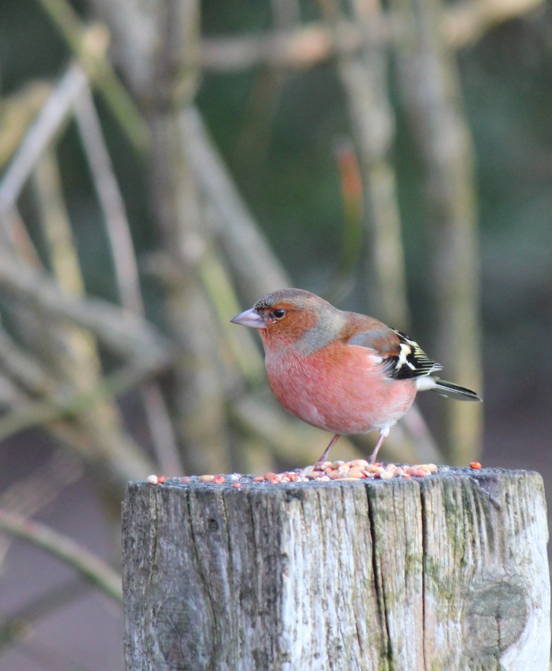 Chaffinch