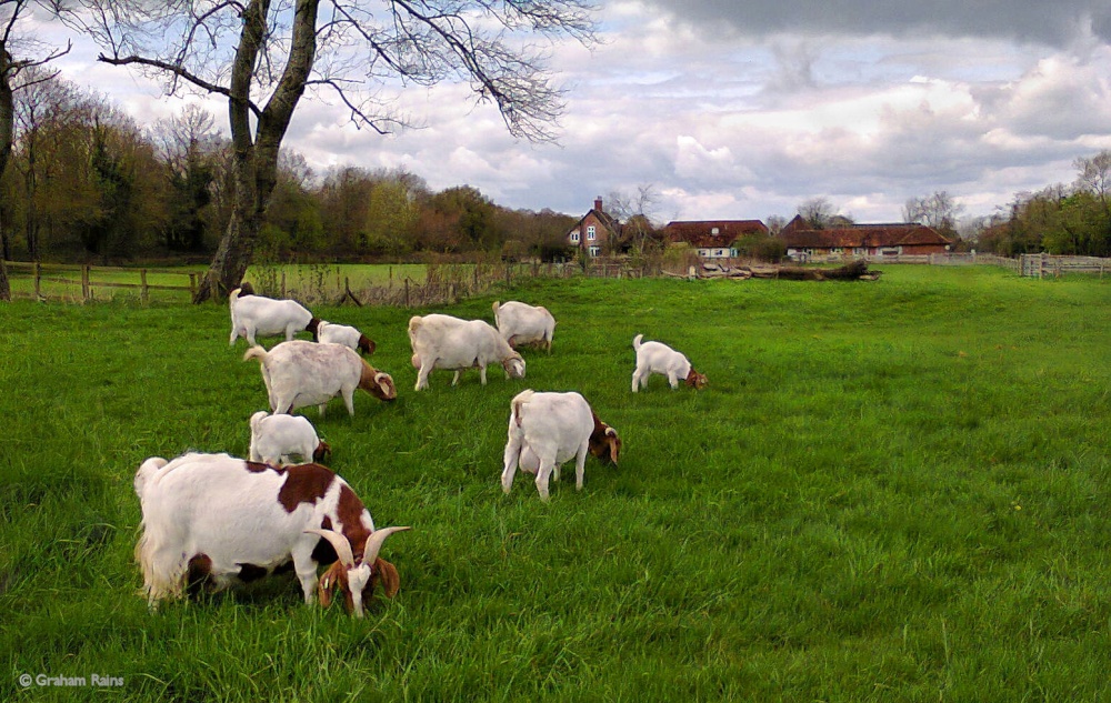 Stour Valley Spring Shillingstone