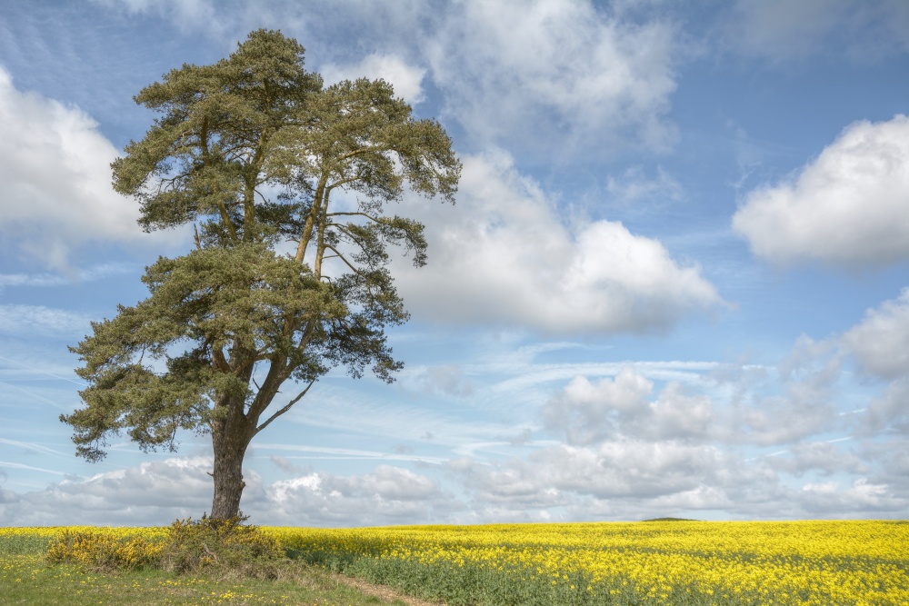 A Lone Pine Tree near Shipton-under-Wychwood, Oxfordshire