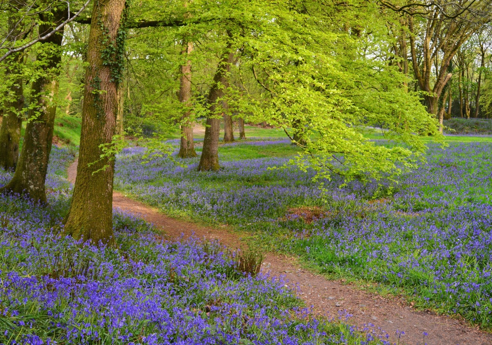 Bluebells flower carpet