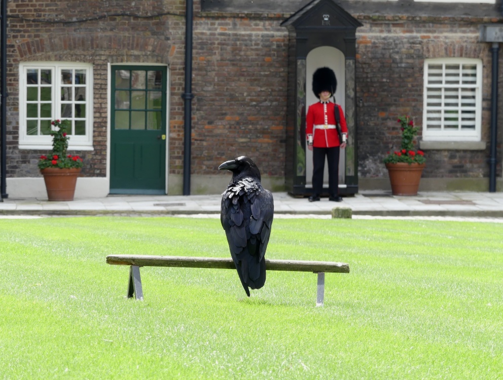 Raven on Guard at the Tower of London