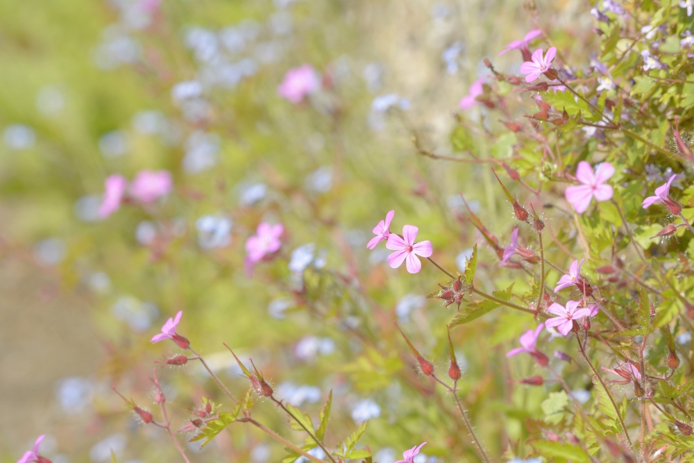 Herb Robert in Sandford St Martin, Oxfordshire